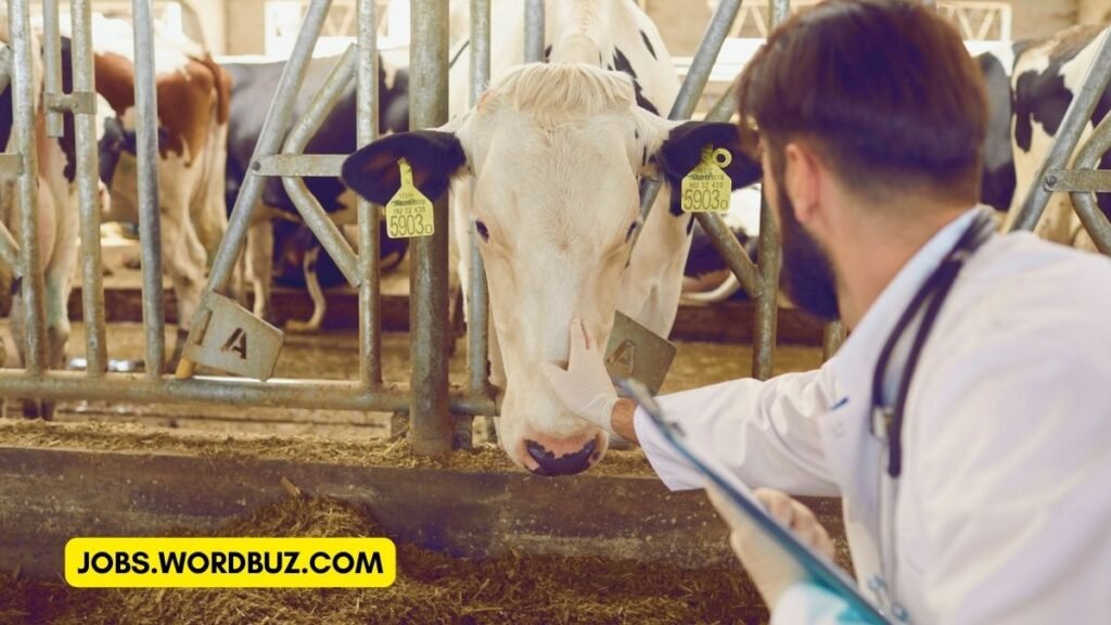 Dairy farm assistant jobs in New Zealand